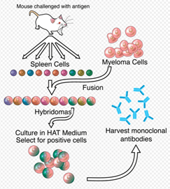 La imagen tiene un atributo ALT vacío; su nombre de archivo es image-7.png